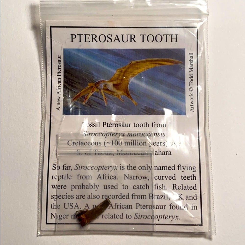 Pterosaur Tooth